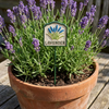 MARTHA'S VINEYARD Herb Garden Labels (Green & Cream)