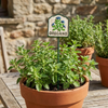 MARTHA'S VINEYARD Herb Garden Labels (Green & Cream)