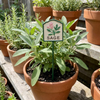 MARTHA'S VINEYARD Herb Garden Labels (Green & Cream)