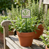 MARTHA'S VINEYARD Herb Garden Labels (Green & Cream)