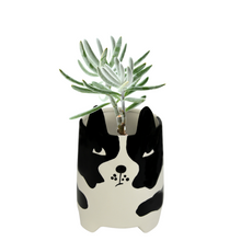 Load image into Gallery viewer, ANNABEL TRENDS Planter - Duke Black