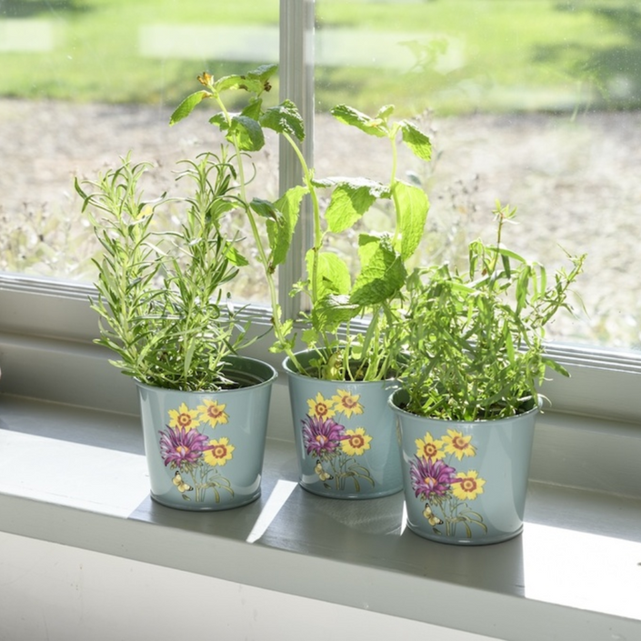 BURGON & BALL RHS Gift Herb Pots - Asteraceae