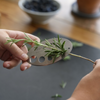BURGON & BALL Asteraceae Gardener's Gift Set - Ultimate