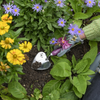 BURGON & BALL Planting Trowel & Dibber - RHS Gift Collection