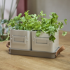 BURGON & BALL Herb Pots - Mushroom