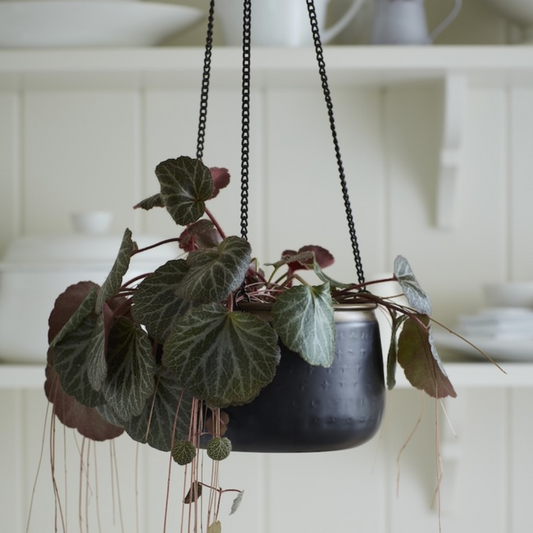 BURGON & BALL Sahara Sunset Hanging Pot - Medium