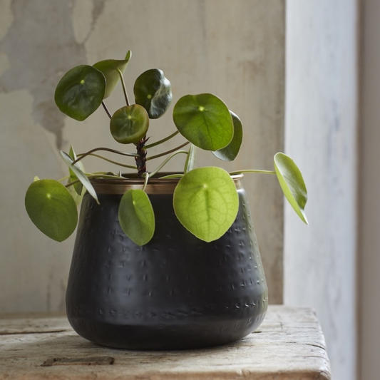 BURGON & BALL Sahara Sunset Plant Pot - Medium