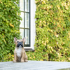 ESSCHERT DESIGN Sitting French Bulldog Statue - Brown