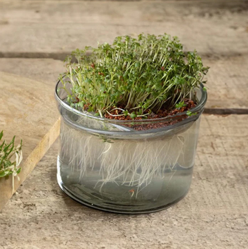 ESSCHERT DESIGN Sprouting Grow Kit