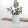 FLAX Pot / Planter 13cm