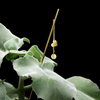 GARDEN GLORY Flower Stick - Heart **Limited Stock**