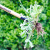 GRAMPA'S Weeder - Stand Up Weed Puller Tool w/ Long Handle