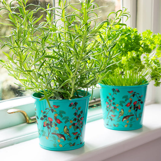 BURGON & BALL Herb Pots - RHS Gift Collection