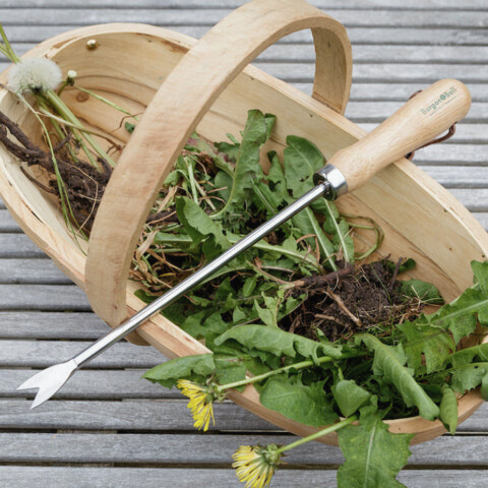 Load image into Gallery viewer, BURGON &amp; BALL Dandelion Weeder - Stainless. RHS Endorsed