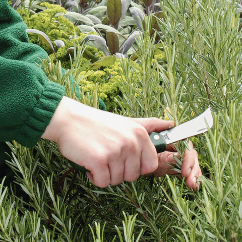 Load image into Gallery viewer, BURGON &amp; BALL Stainless Pocket Knife - RHS Endorsed