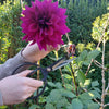 MARTHA'S VINEYARD Garden & Florist Scissors with Sheath - Large
