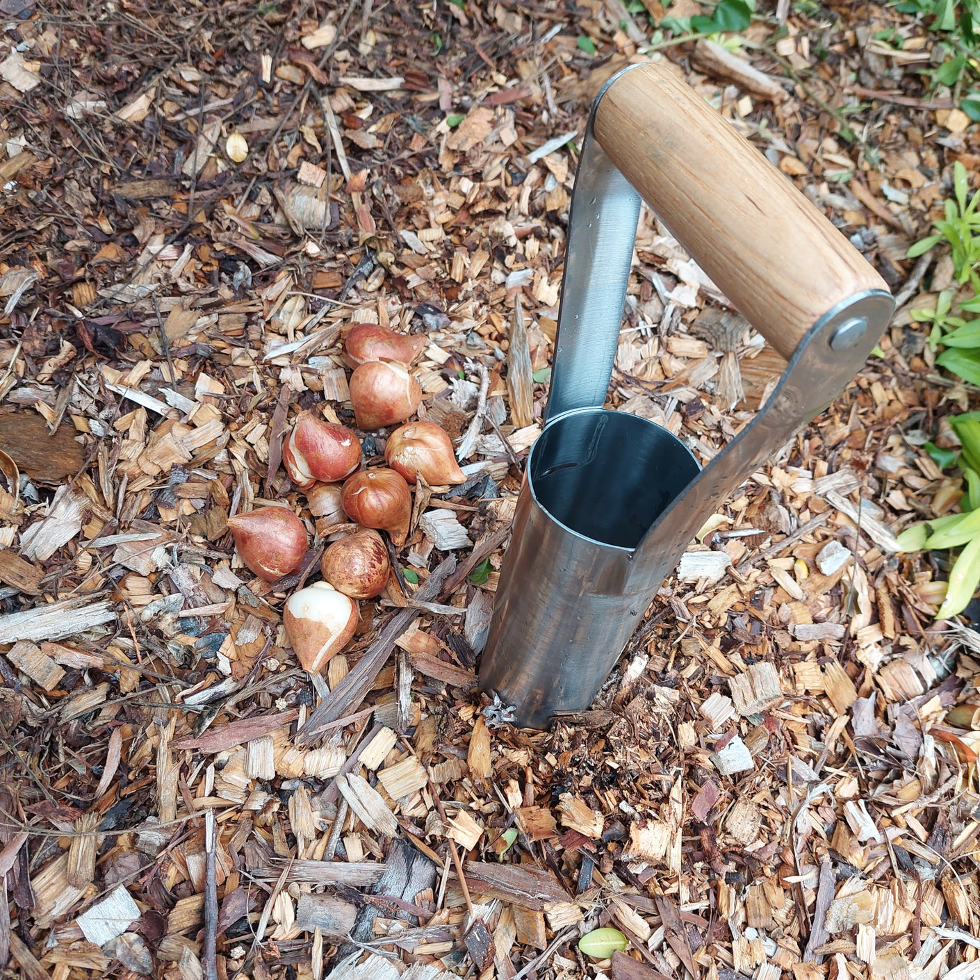 Load image into Gallery viewer, MARTHA&#39;S VINEYARD Large Bulb Planter - Stainless Steel