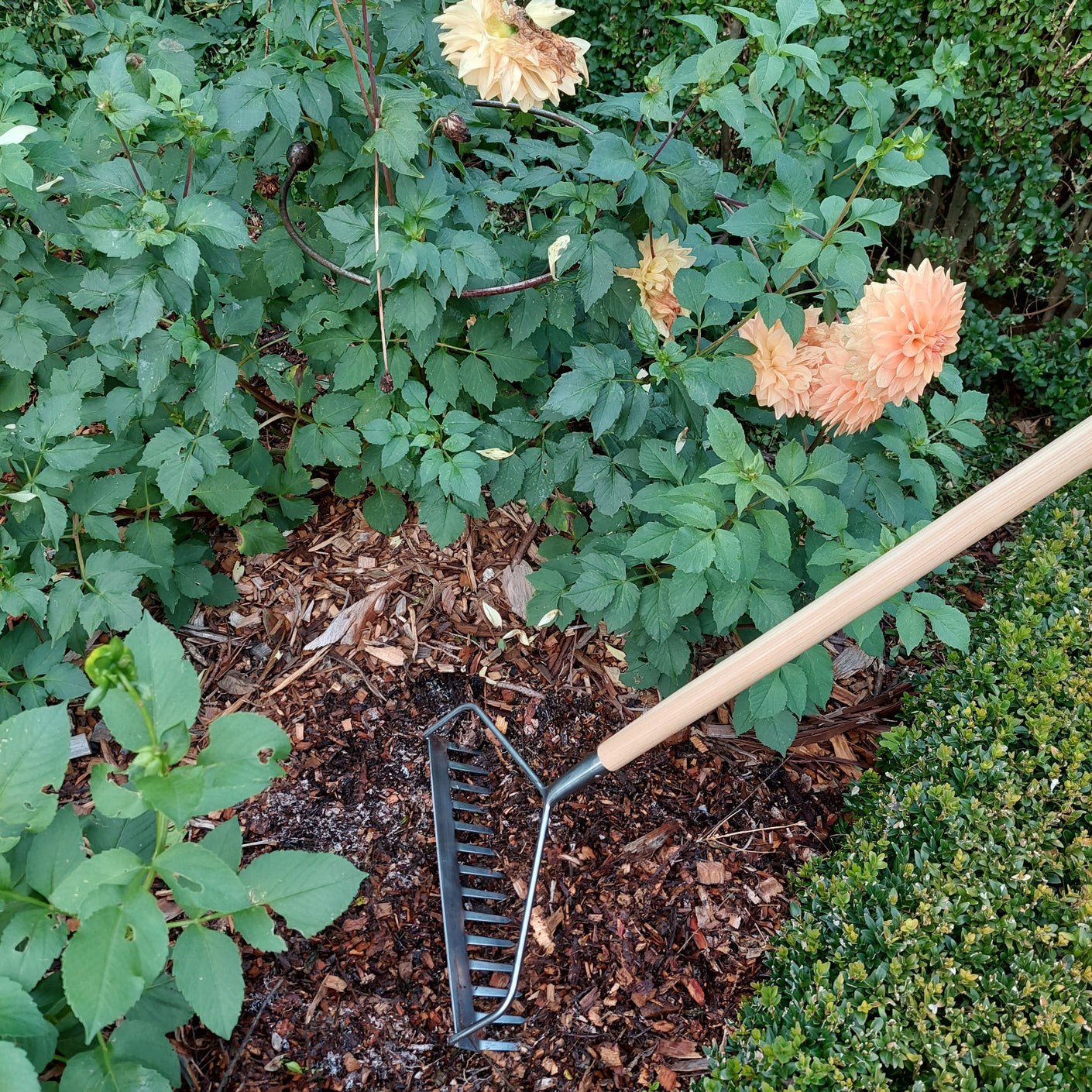 Load image into Gallery viewer, MARTHA&#39;S VINEYARD Soil Rake - Stainless Steel