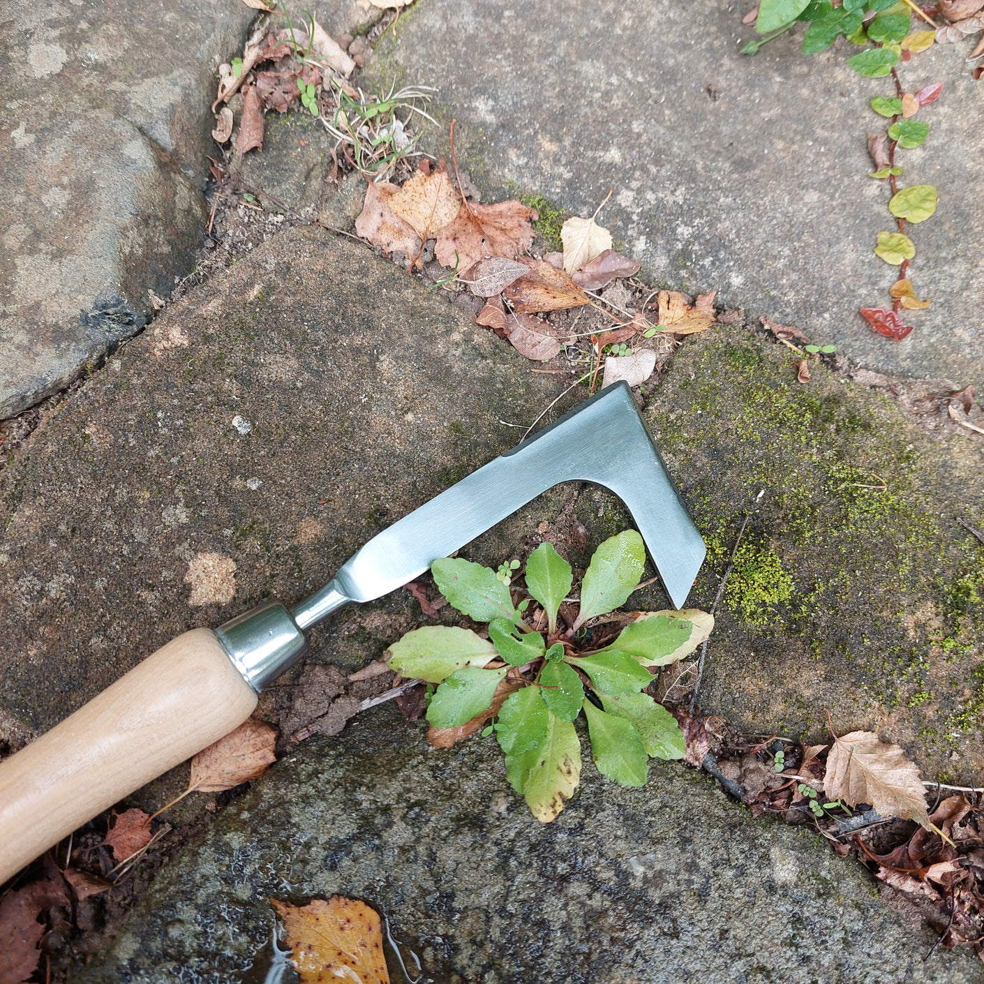 Load image into Gallery viewer, MARTHA&#39;S VINEYARD Crevice Weeder - Stainless Steel