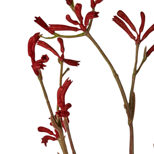 Martha's Vineyard Kangaroo Paw Spray Red 102cm