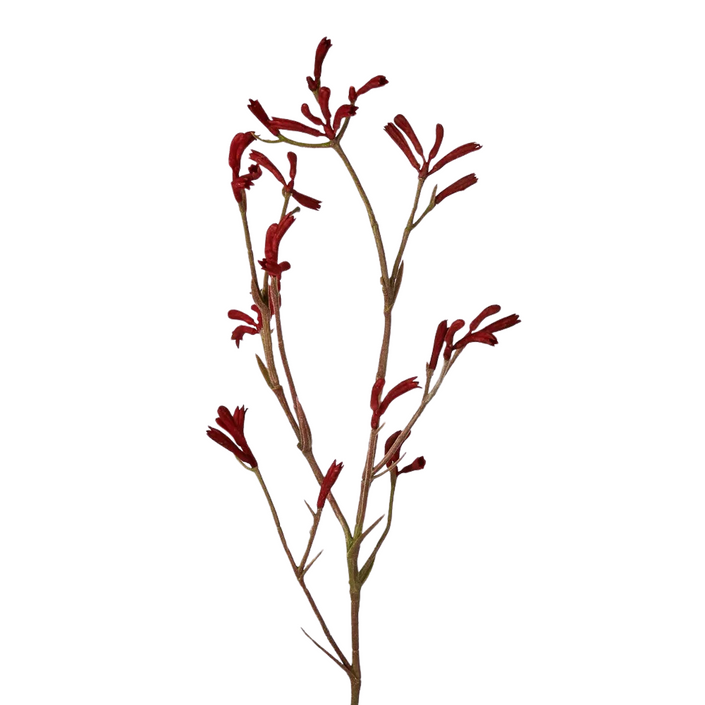 Martha's Vineyard Kangaroo Paw Spray Red 102cm - Set of 12