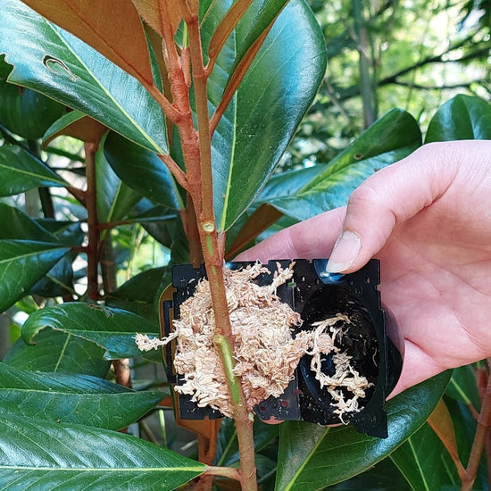 MARTHA'S VINEYARD Marcotting Pods for Air Layering - Small 5 pack