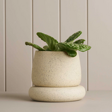 Load image into Gallery viewer, ROBERT GORDON Cloud Planter White Speckle - Small