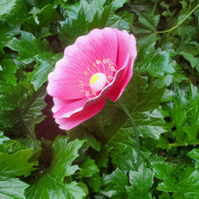 Load image into Gallery viewer, MARTHA&#39;S VINEYARD Garden Stake Set 3 Poppies - Pink