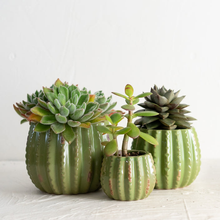 MARTHA'S VINEYARD Cactus Planter Set