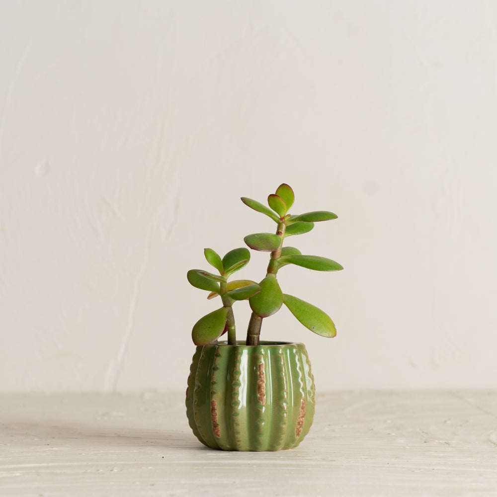 MARTHA'S VINEYARD Cactus Planter - Small