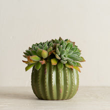 Load image into Gallery viewer, MARTHA&#39;S VINEYARD Cactus Planter - Large
