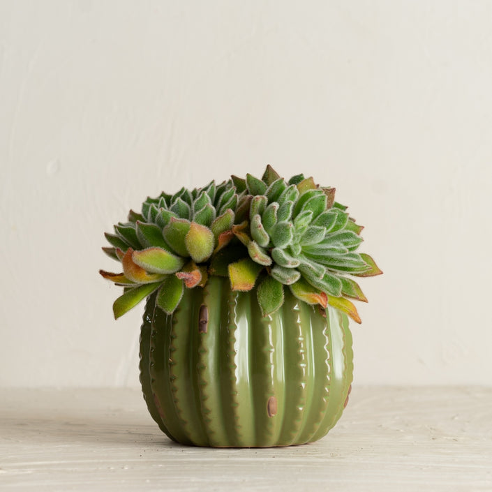 MARTHA'S VINEYARD Cactus Planter - Large