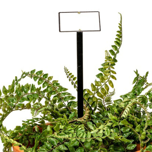 MARTHA'S VINEYARD Stakes w/ Enamel Label Set of 5