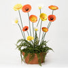 MARTHA'S VINEYARD Garden Stake Set 12 Poppies - Autumn Tones