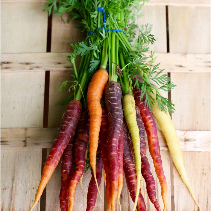 MASTER GARDENER Seeds - Carrot Harlequin