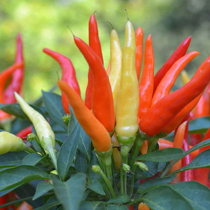 MASTER GARDENER Seeds - Chilli Pepper - Caribbean Blend