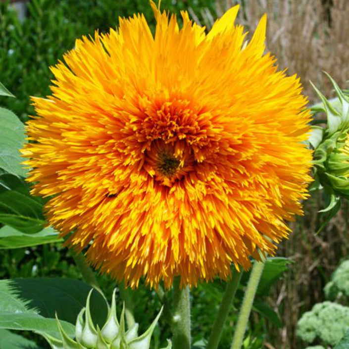 MASTER GARDENER Seeds - Sunflower Double Delight F1