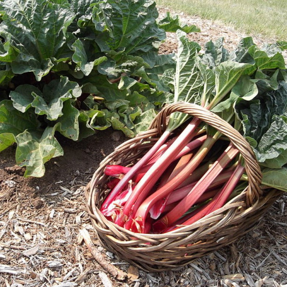 Load image into Gallery viewer, MASTER GARDENER Seeds - Rhubarb Victoria