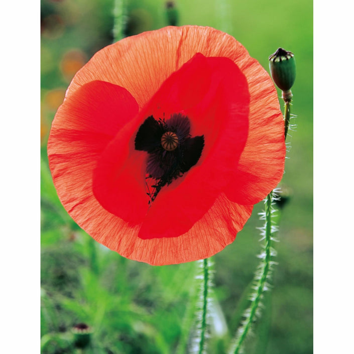 MASTER GARDENER Seeds - Poppy Flanders Red Remembrance