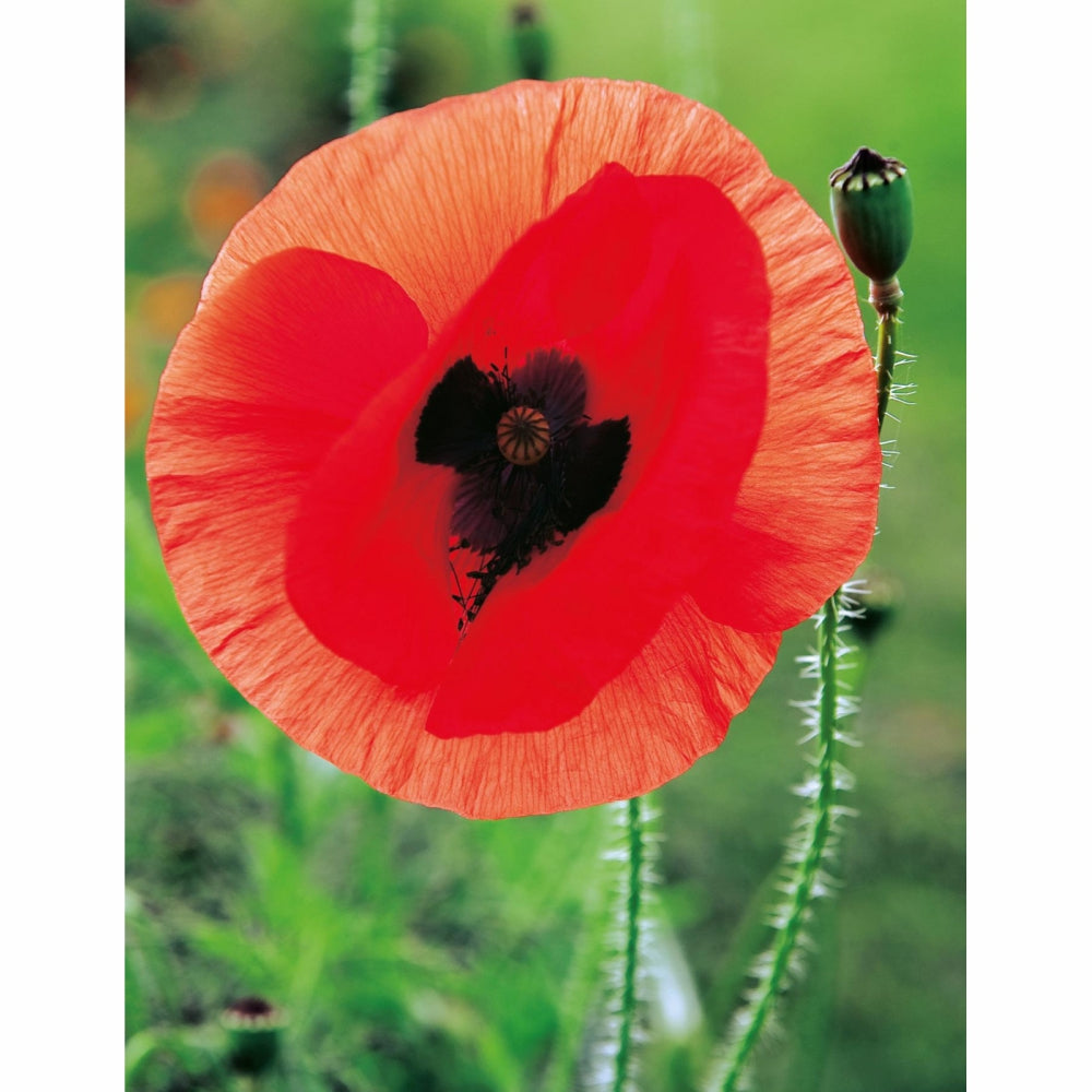 Load image into Gallery viewer, MASTER GARDENER Seeds - Poppy Flanders Red Remembrance