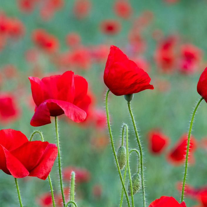 MASTER GARDENER Seeds - Poppy Flanders Red Remembrance