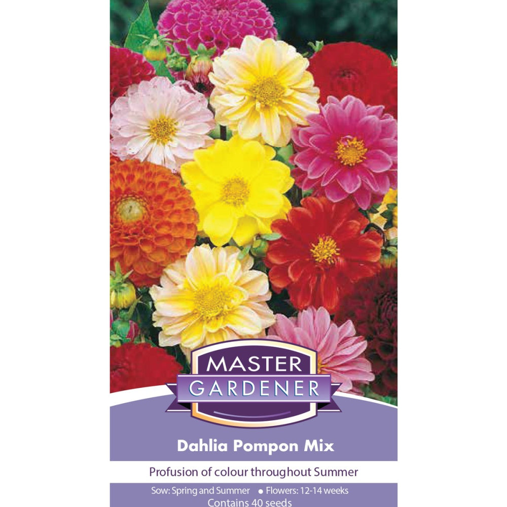 MASTER GARDENER Seeds - Dahlia Pompon Mix