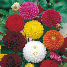 Load image into Gallery viewer, MASTER GARDENER Seeds - Dahlia Pompon Mix
