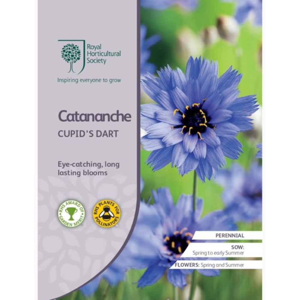 ROYAL HORTICULTURAL SOCIETY Seeds - Catananche Cupid's Dart