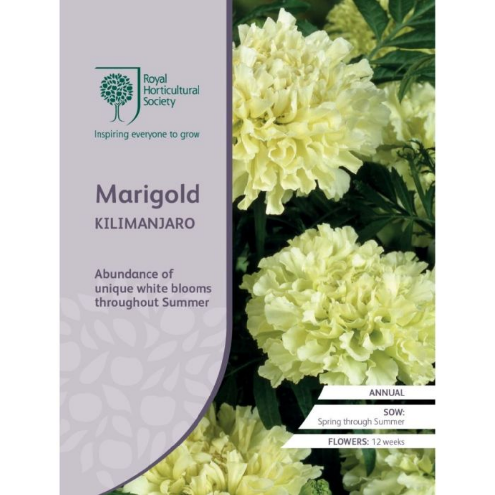 ROYAL HORTICULTURAL SOCIETY Seeds - Marigold Kilimanjaro