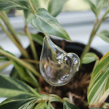 Load image into Gallery viewer, ANNABEL TRENDS Plant Water Bubble - Bird