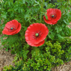 MARTHA'S VINEYARD Garden Stake Set 3 Poppies - Red
