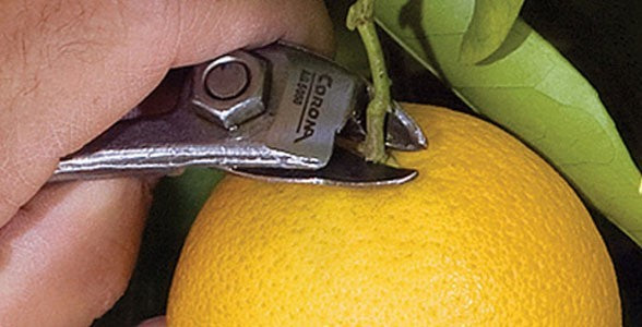 Load image into Gallery viewer, CORONA Fruit Shear Forged - with Strap