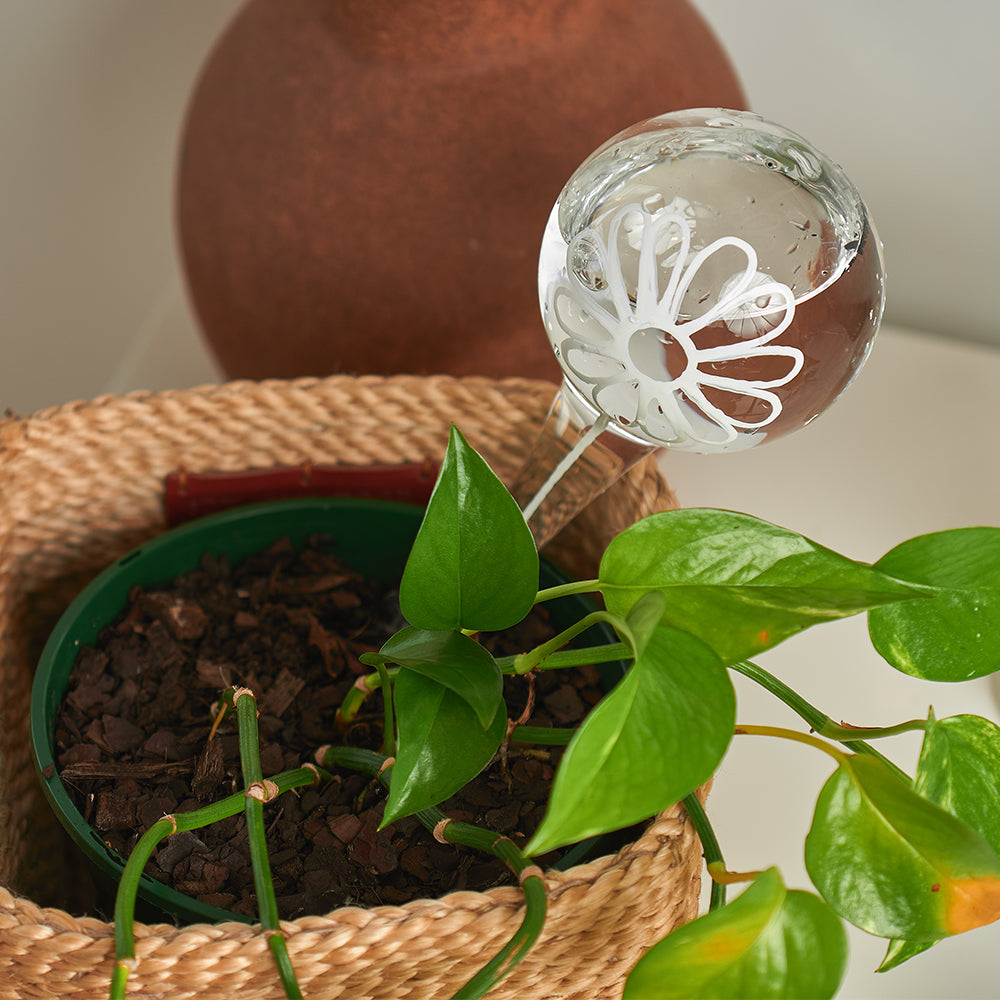 Load image into Gallery viewer, ANNABEL TRENDS Plant Water Bubble - Daisy