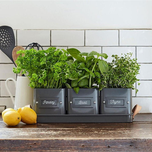 BURGON & BALL Herb Pots with Leather Handled Tray - Charcoal